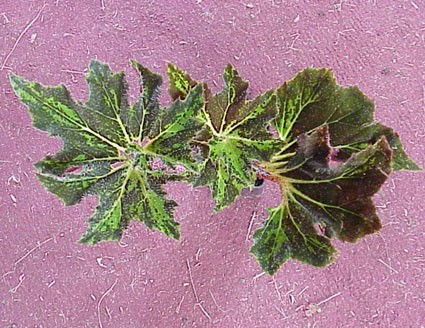 B. ‘Hocking Razzmatazz’